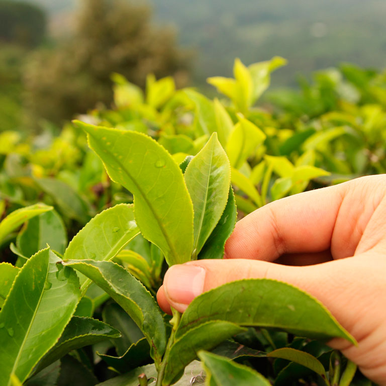 Sustainability - Mobile